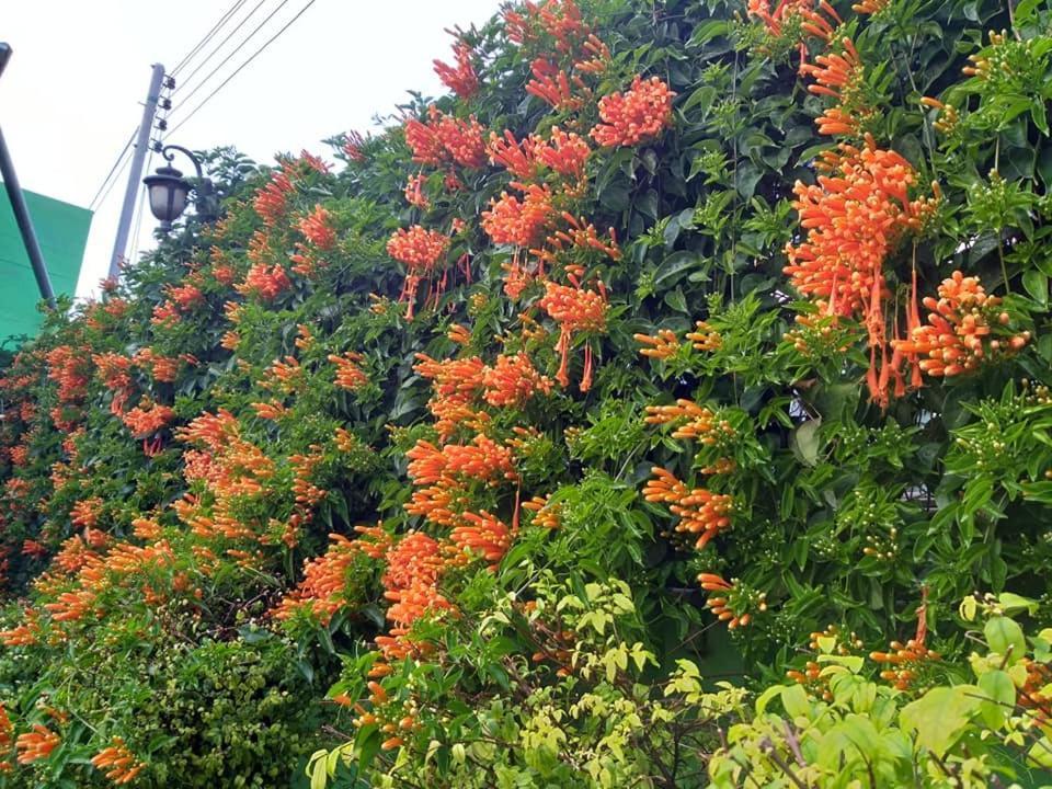 Baan Bua Homestay Chiang Rai Exterior photo